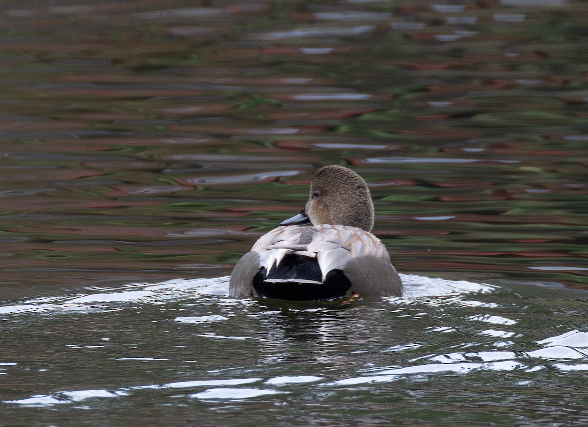 Boz Ördek - ML646068940