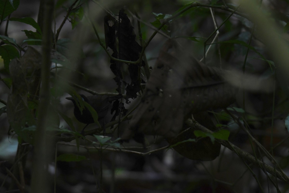 Покривник каштановий - ML646068947