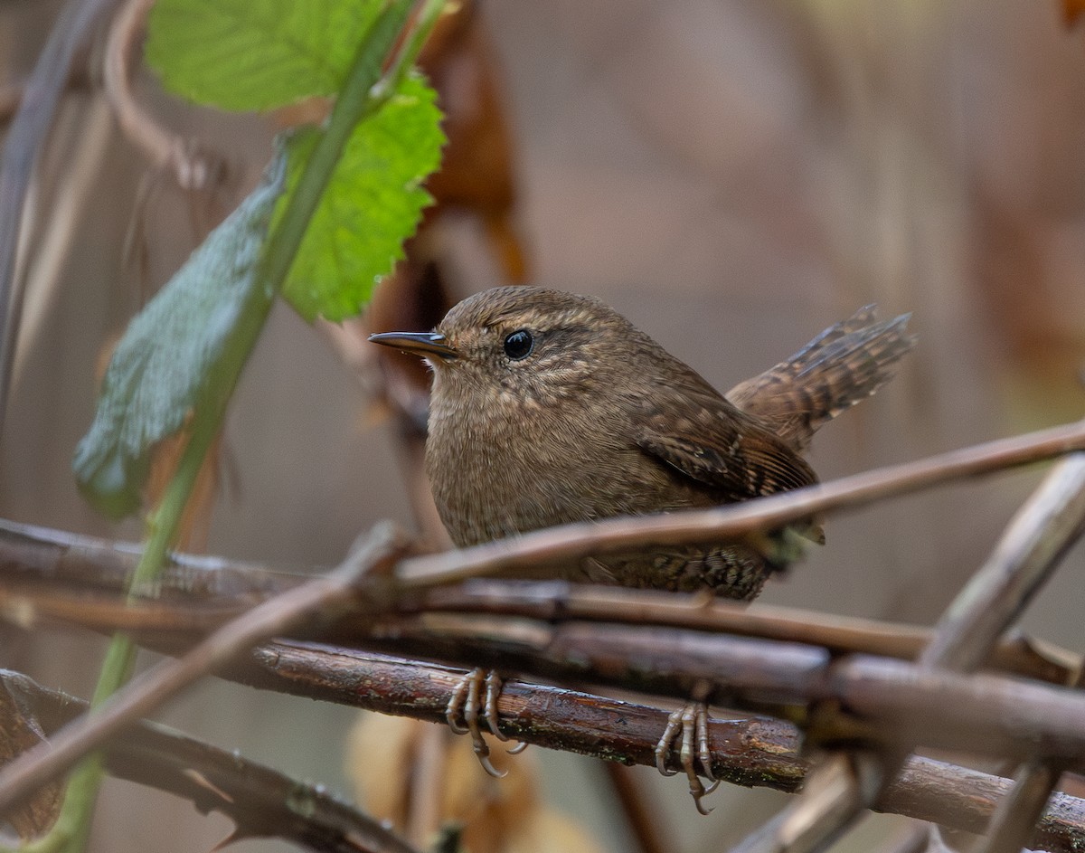 Pacific Wren - ML646068948