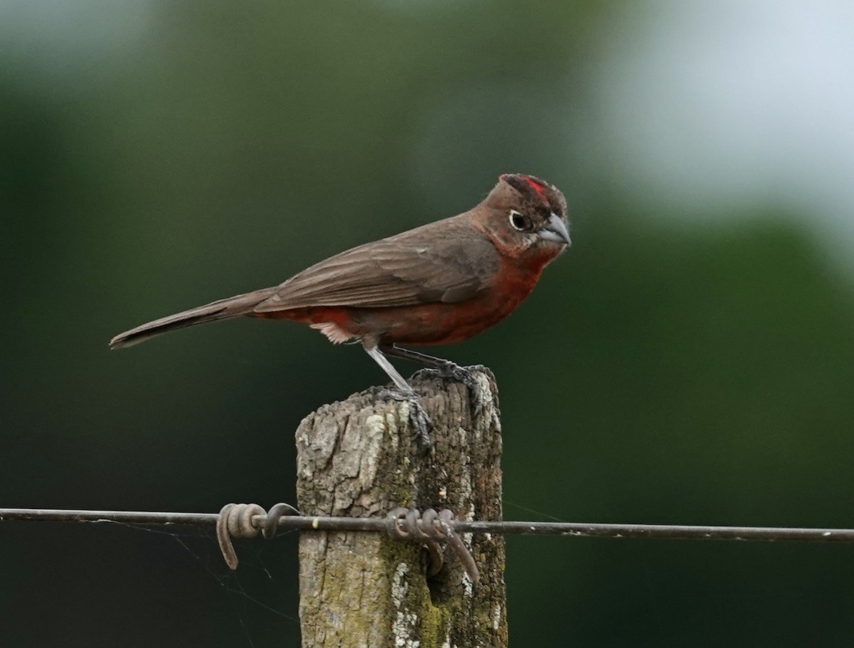 Red-crested Finch - ML646068958