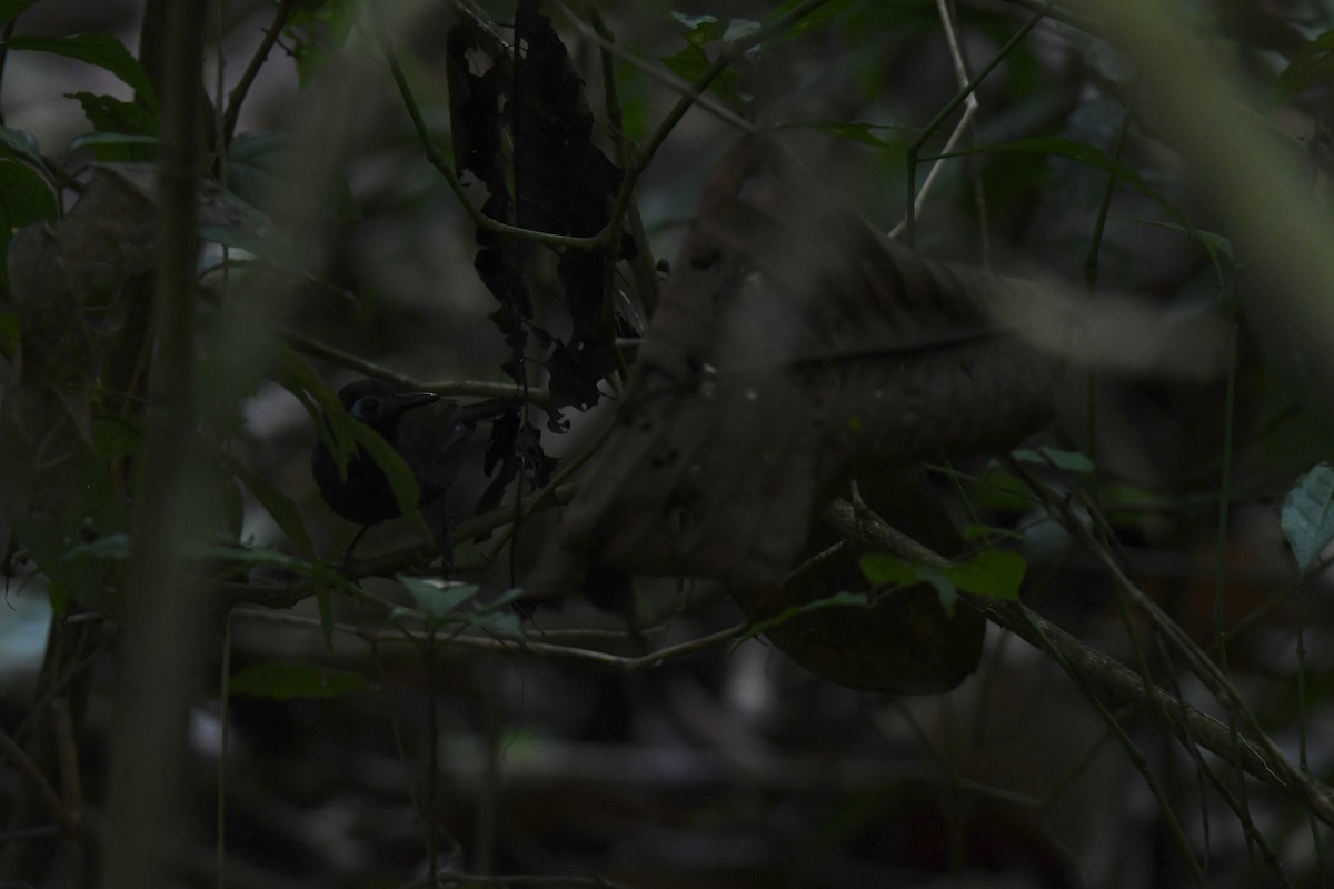 Покривник каштановий - ML646068961