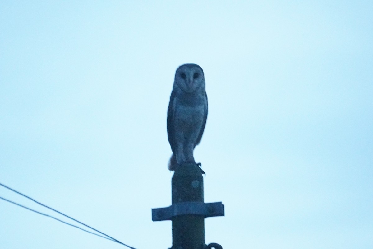 Eastern Barn Owl - ML646068969