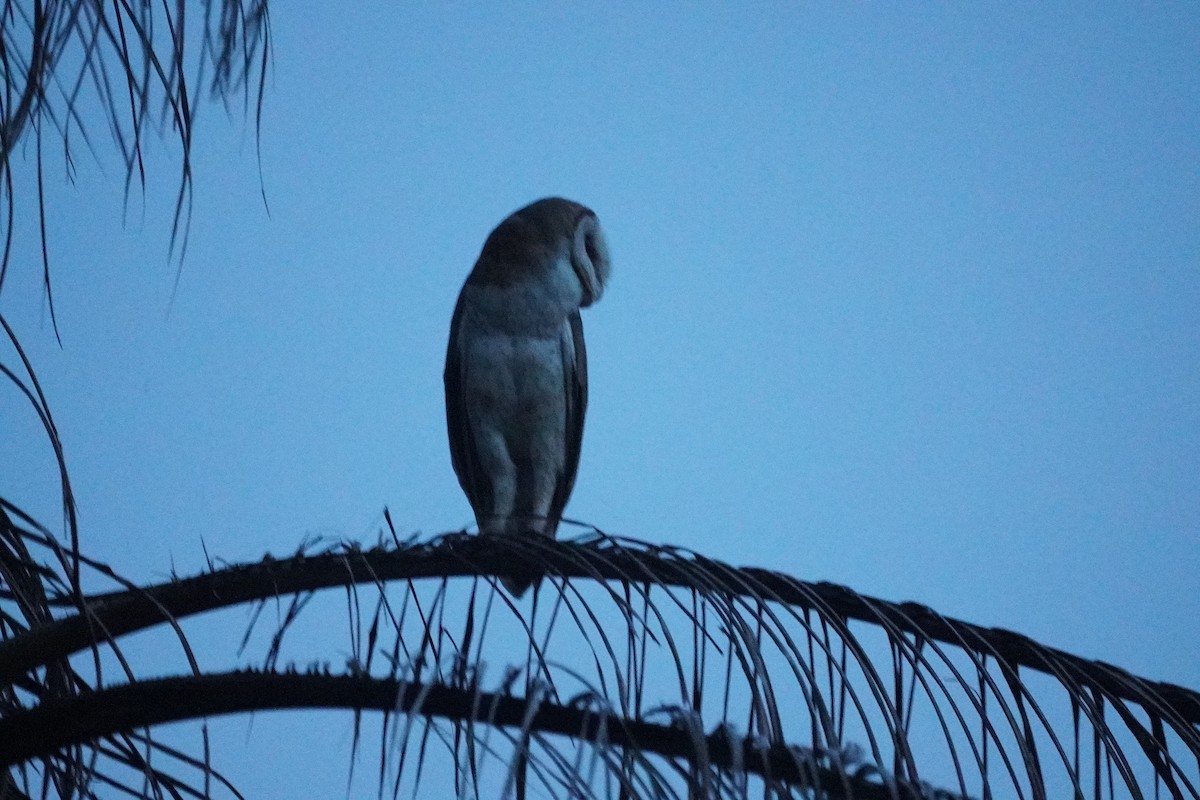 Eastern Barn Owl - ML646068970