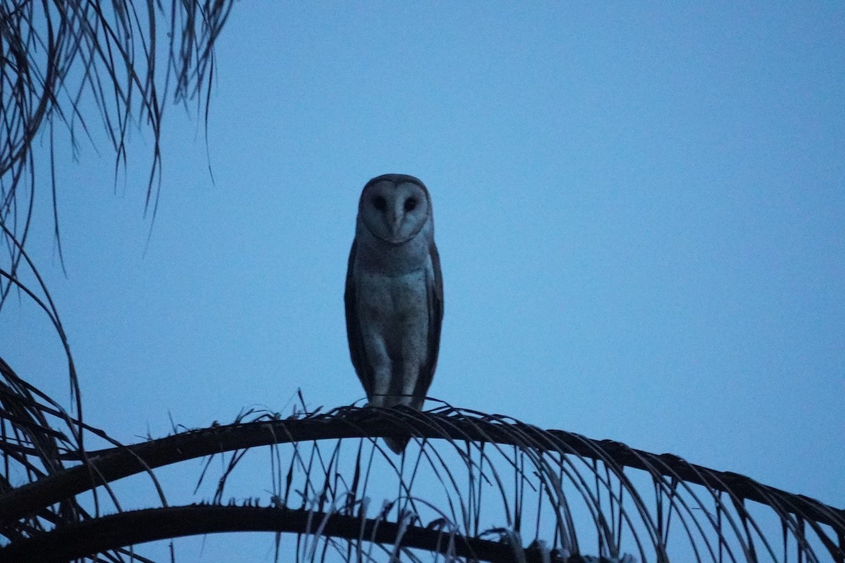 Eastern Barn Owl - ML646068973