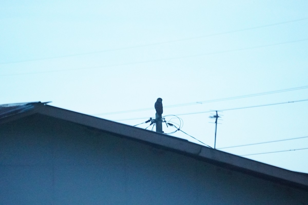 Spotted Wood-Owl - ML646068984