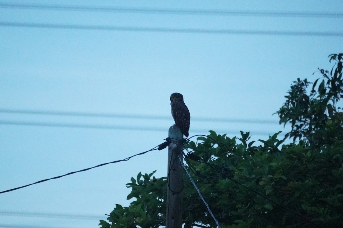 Spotted Wood-Owl - ML646068985