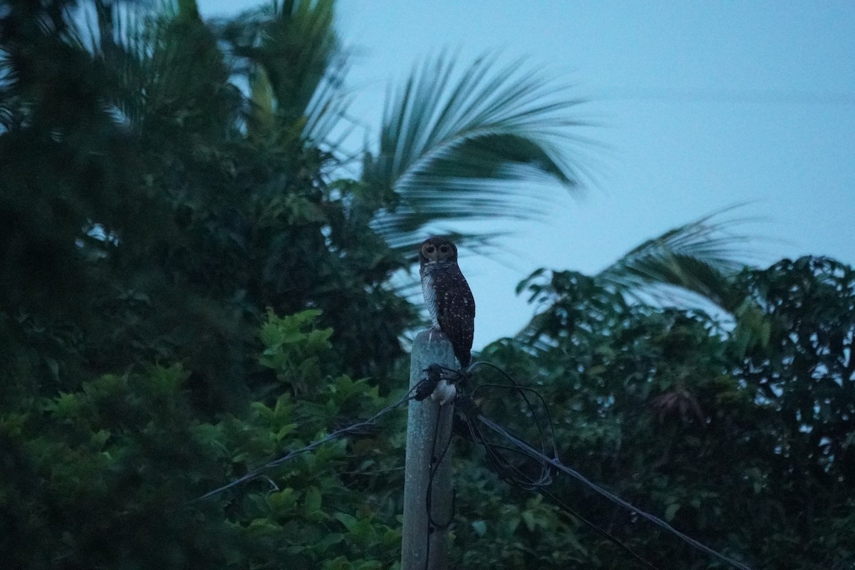 Spotted Wood-Owl - ML646068986