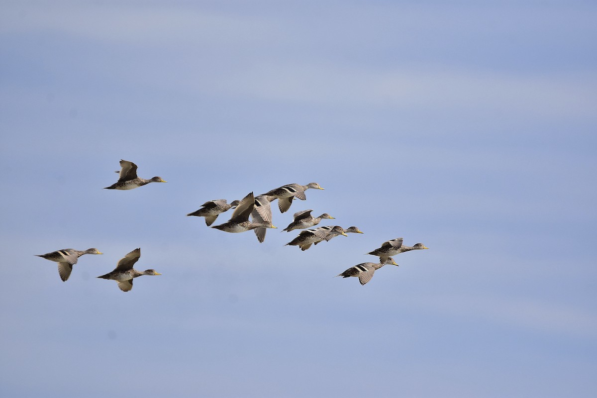 Шилохвіст жовтодзьобий - ML646068996