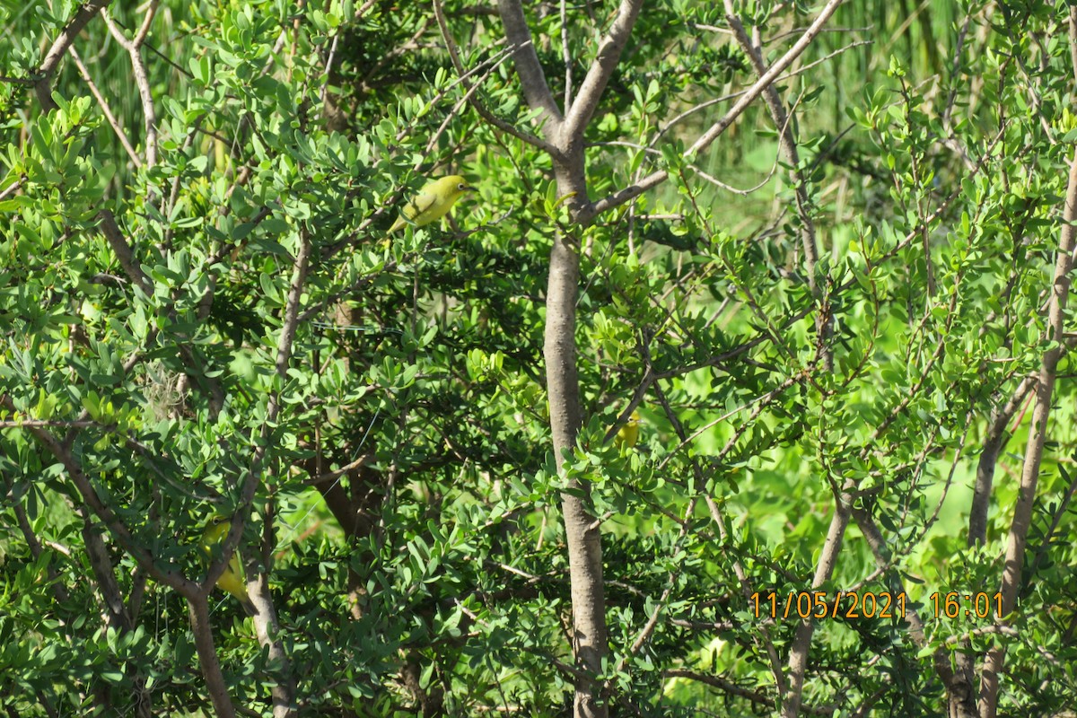 Australian Yellow White-eye - ML646068999