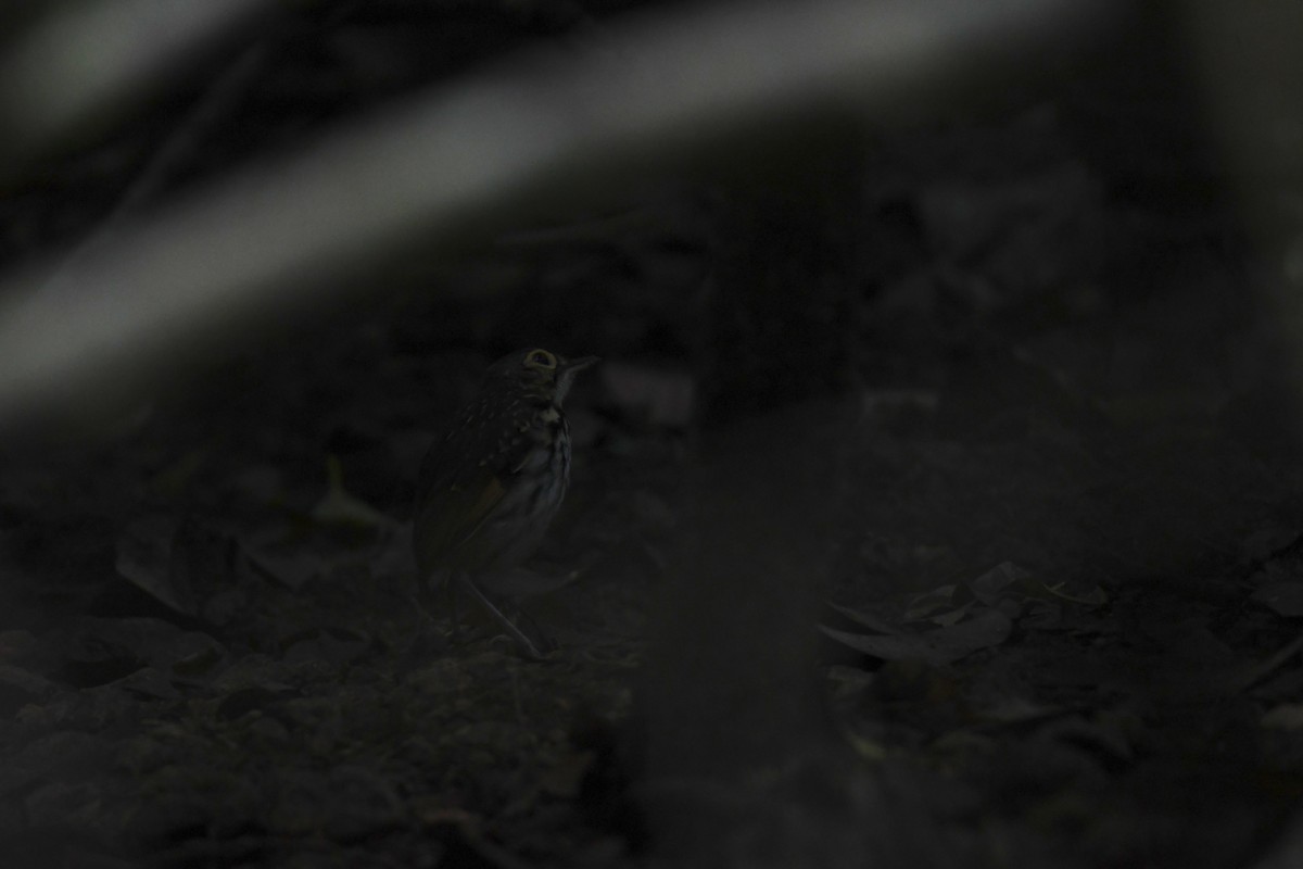 Мурашниця панамська - ML646069000