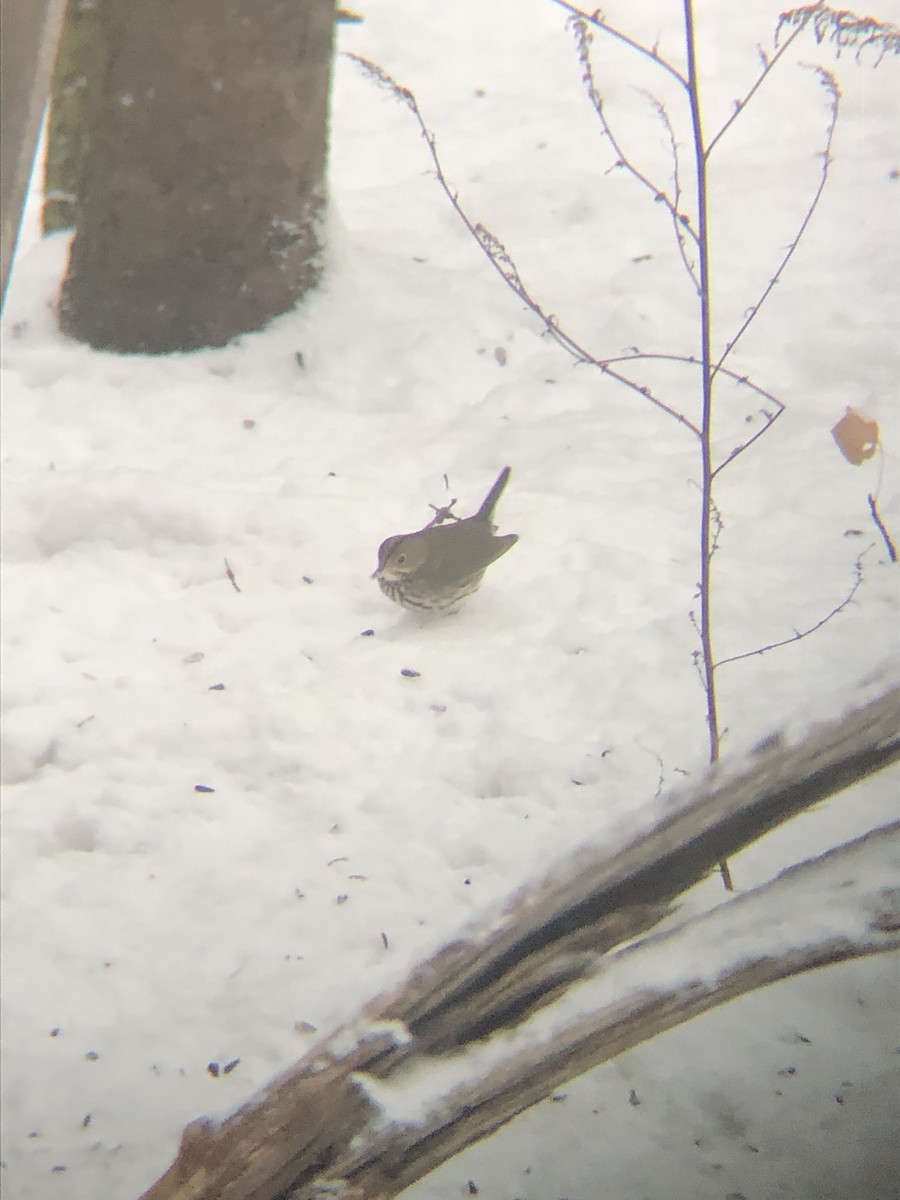 Ovenbird - ML646069009