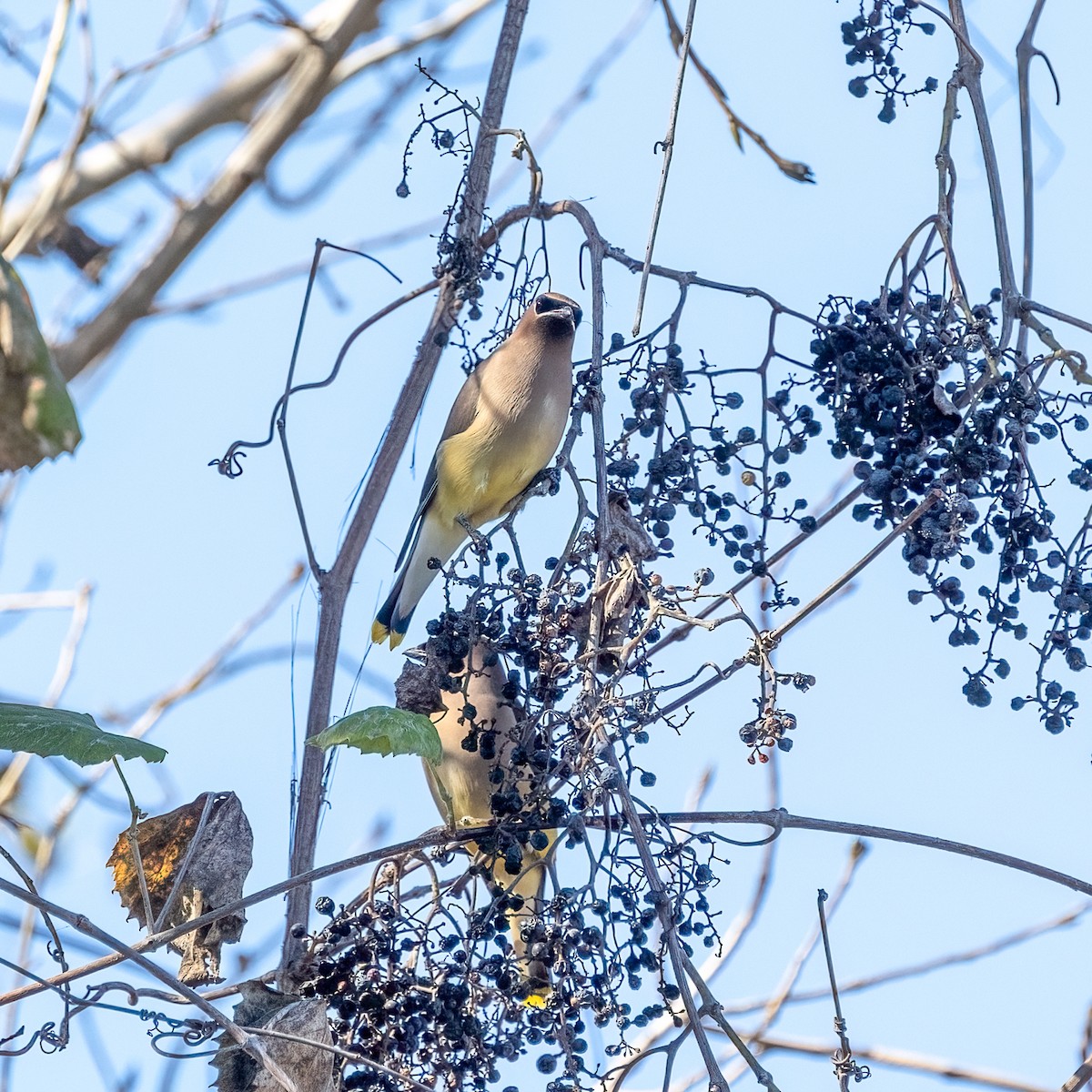 Cedar Waxwing - ML646069012