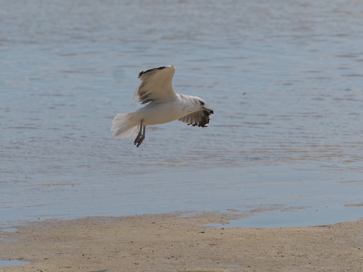 Ring-billed Gull - ML646069018