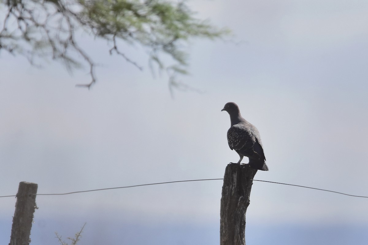 Spot-winged Pigeon - ML646069022