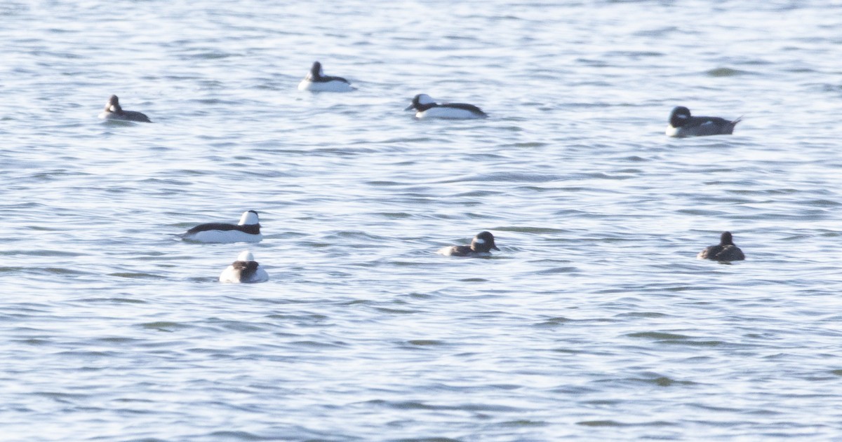 Murgilari buruzuria - ML646069023