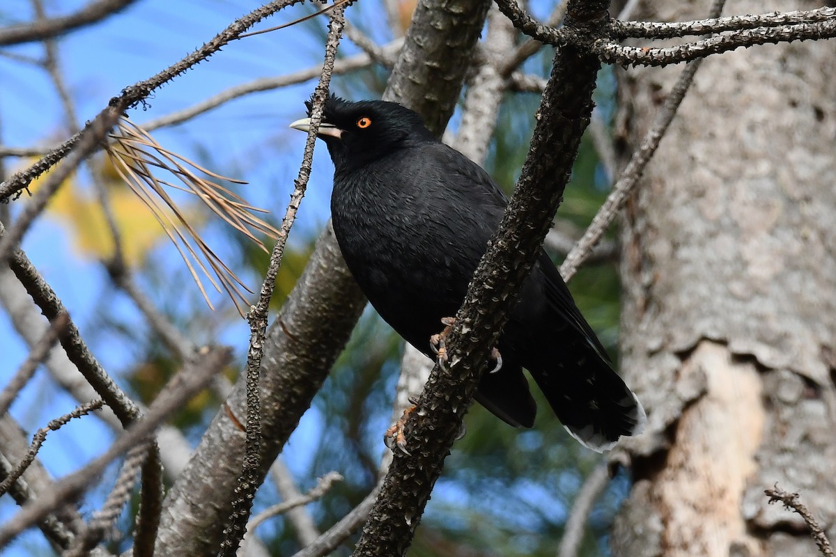 Crested Myna - ML646069024