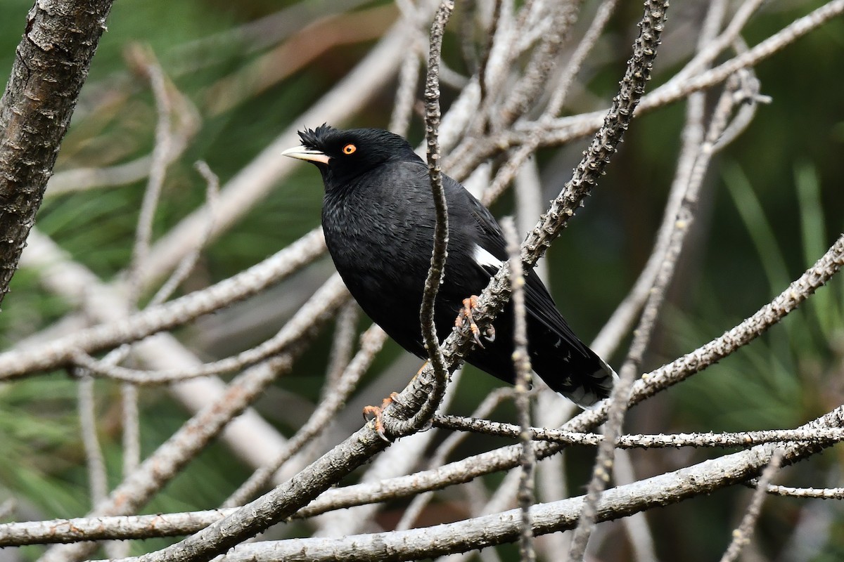 Crested Myna - ML646069025