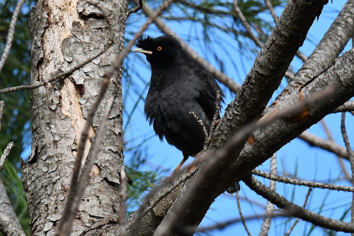 Crested Myna - ML646069026