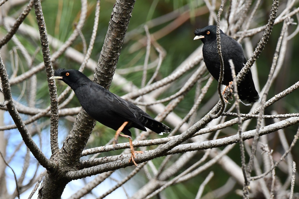Crested Myna - ML646069027