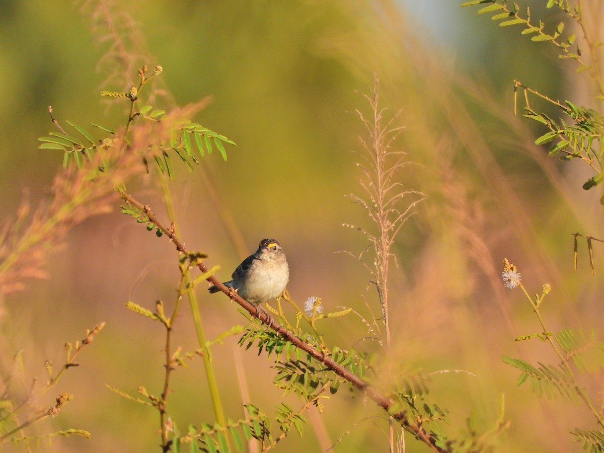 Grassland Sparrow - ML646069029