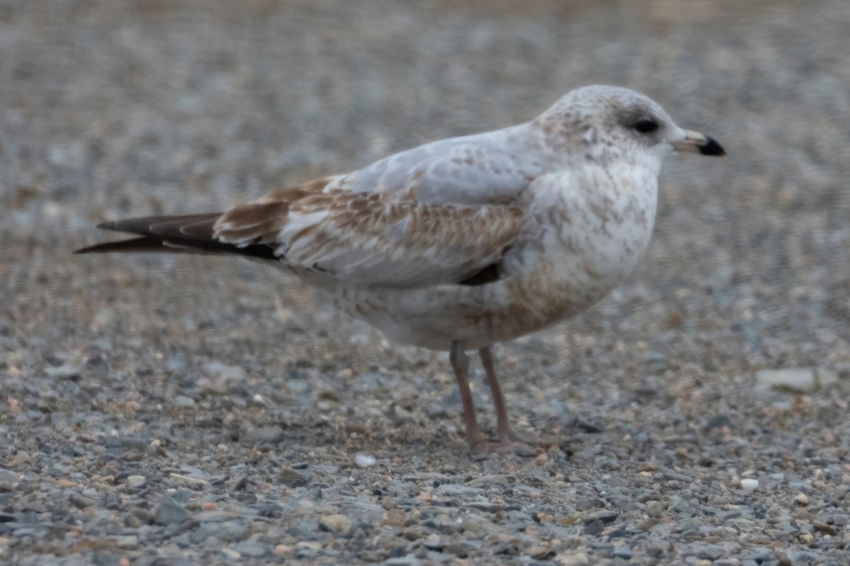 Ring-billed Gull - ML646069030