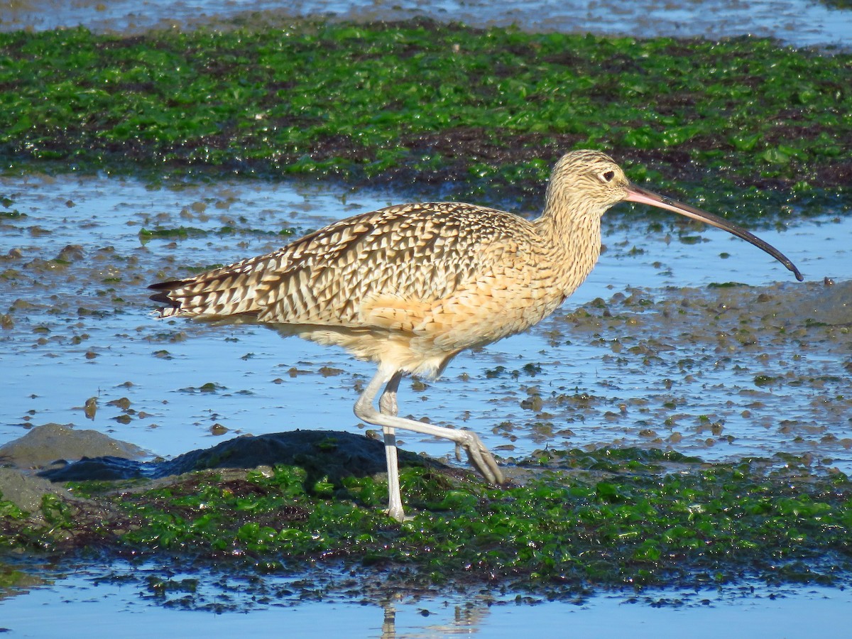 Long-billed Curlew - ML646069031