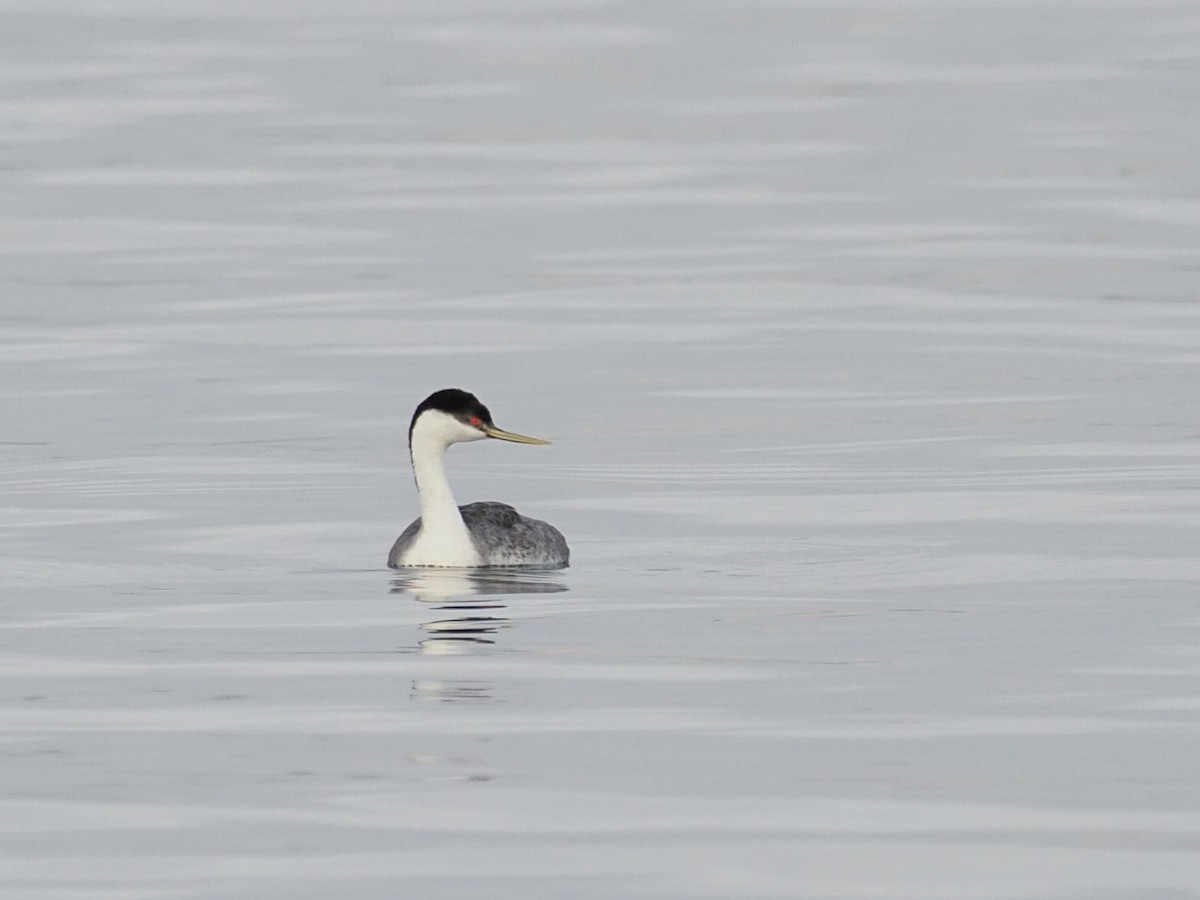 Western Grebe - ML646069032