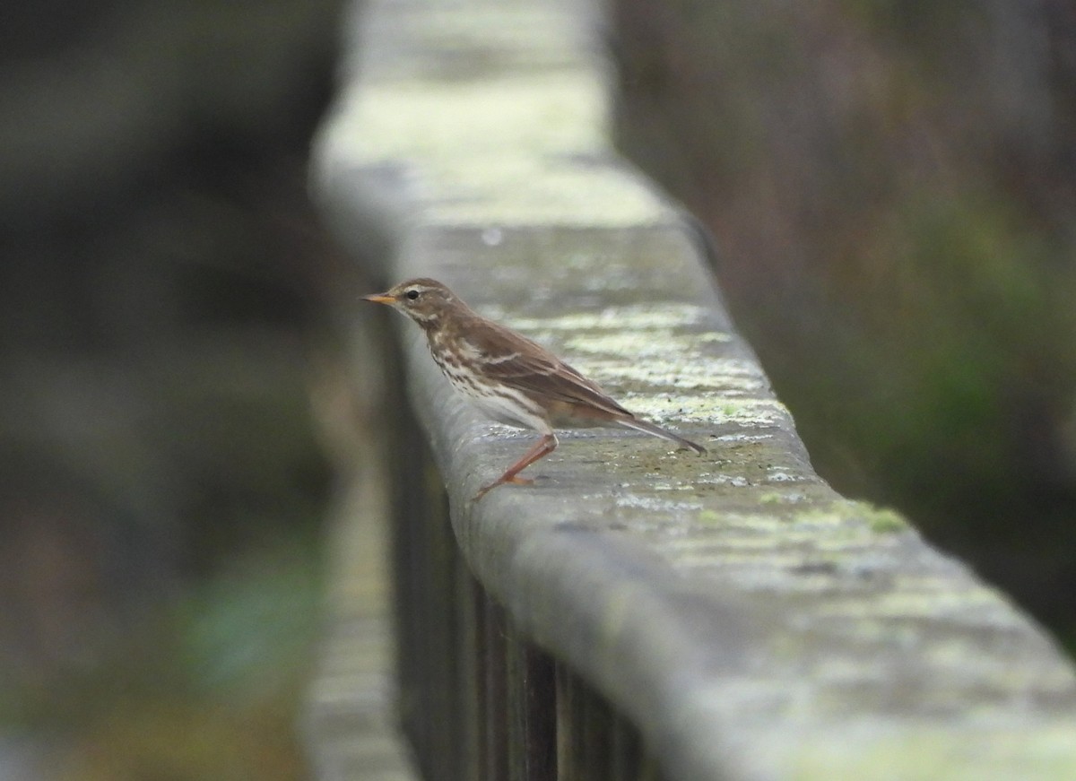 Water Pipit - ML646069033