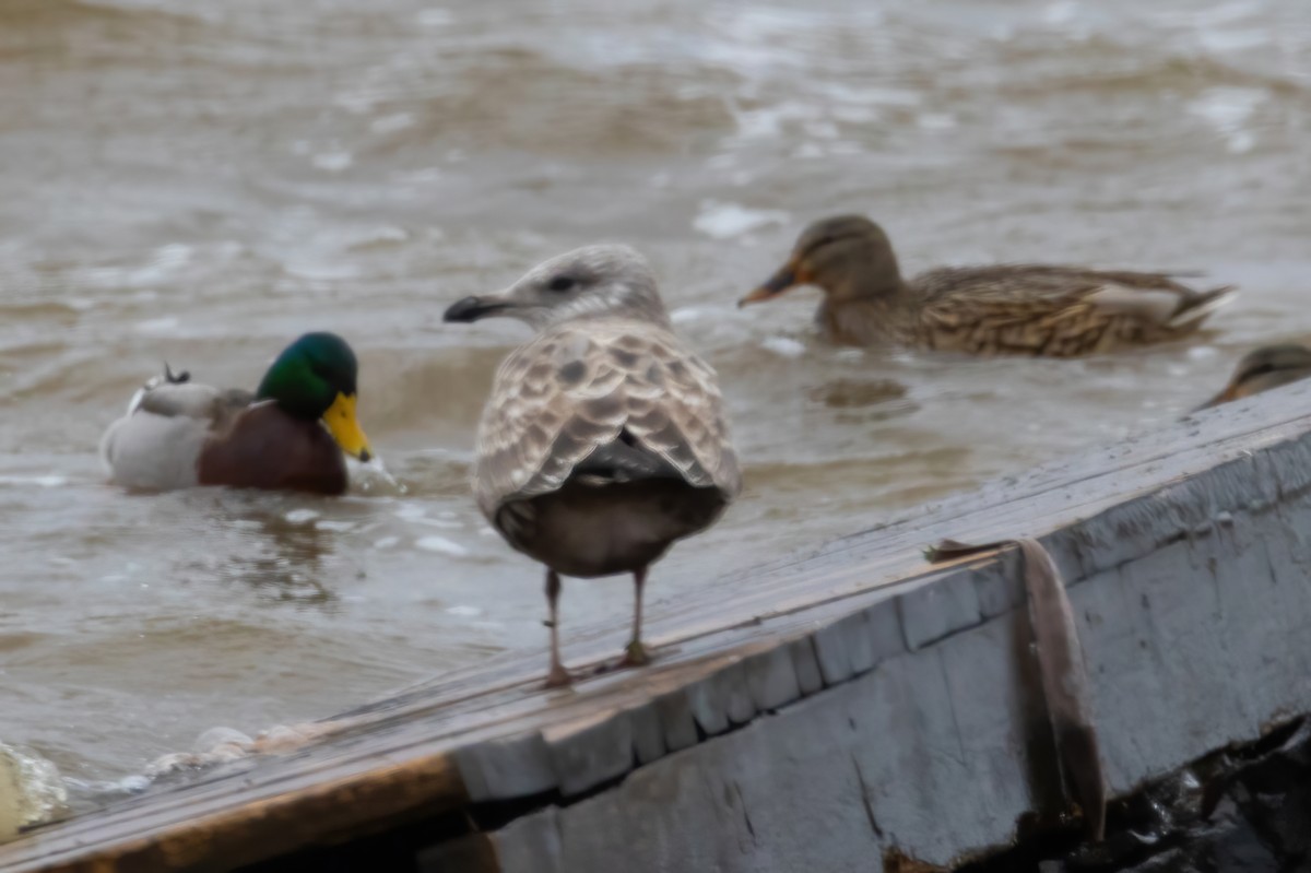 American Herring Gull - ML646069034