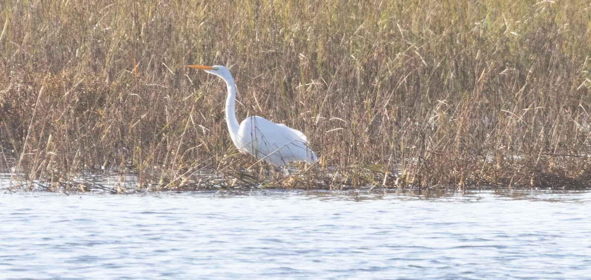 Great Egret - ML646069035