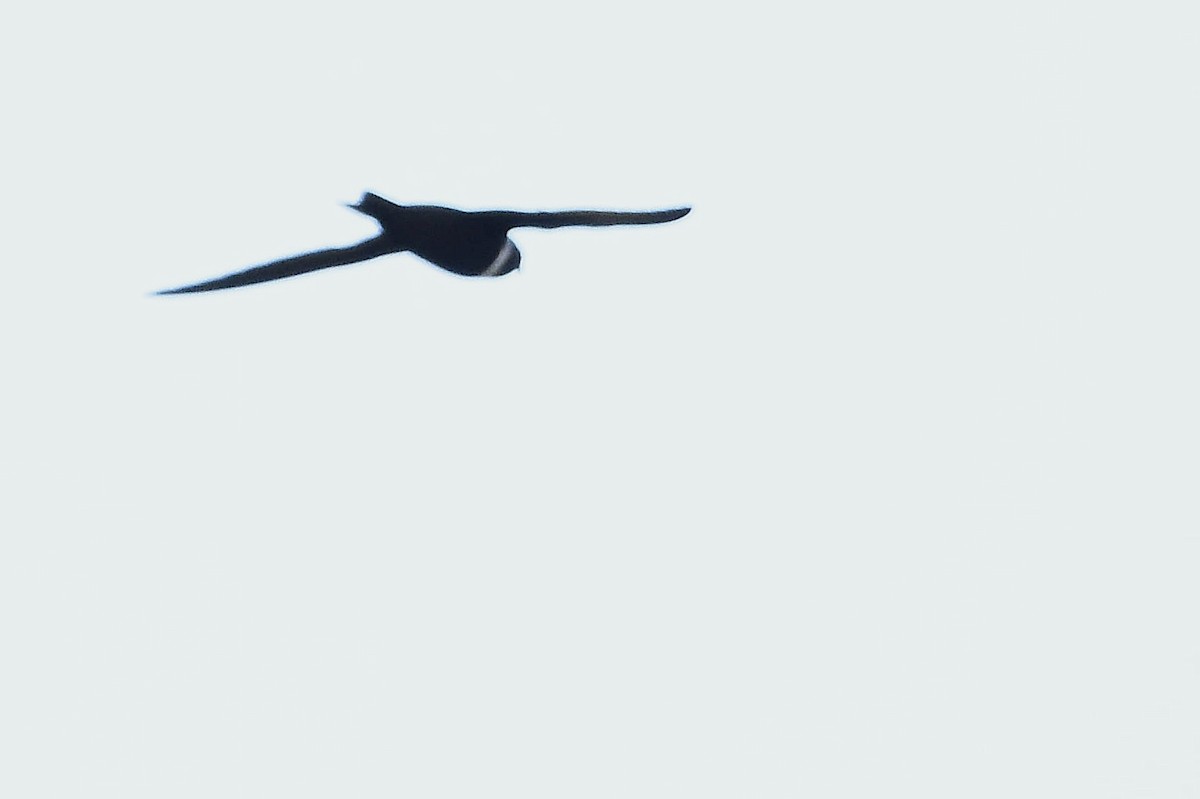 White-collared Swift - ML646069037