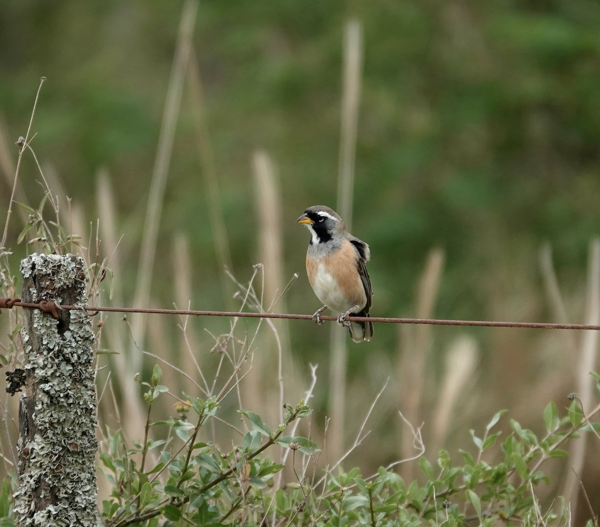 Many-colored Chaco Finch - ML646069038