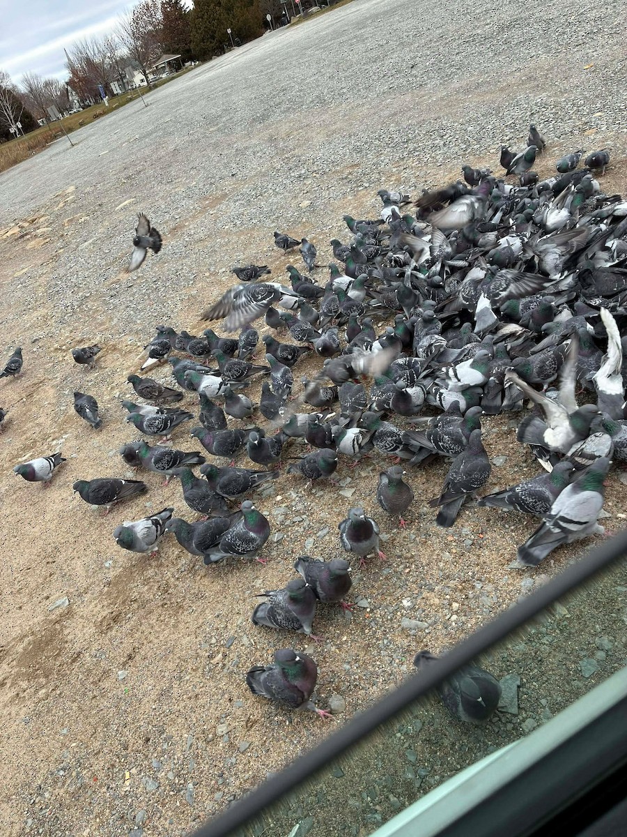 Rock Pigeon (Feral Pigeon) - ML646069039