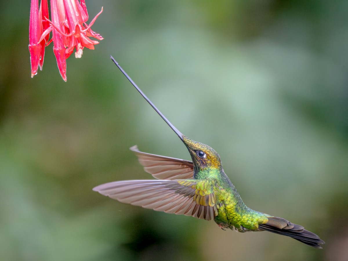 Sword-billed Hummingbird - ML646069041