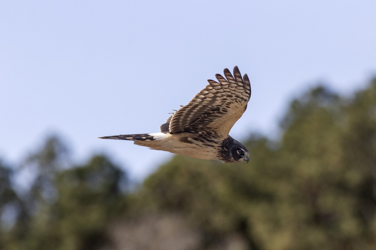 Northern Harrier - ML646069042