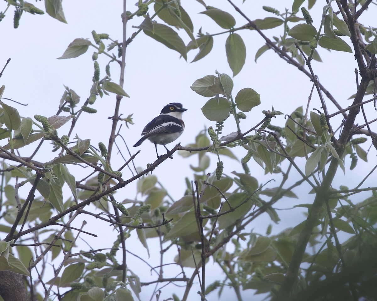 Eastern Black-headed Batis - ML646069043