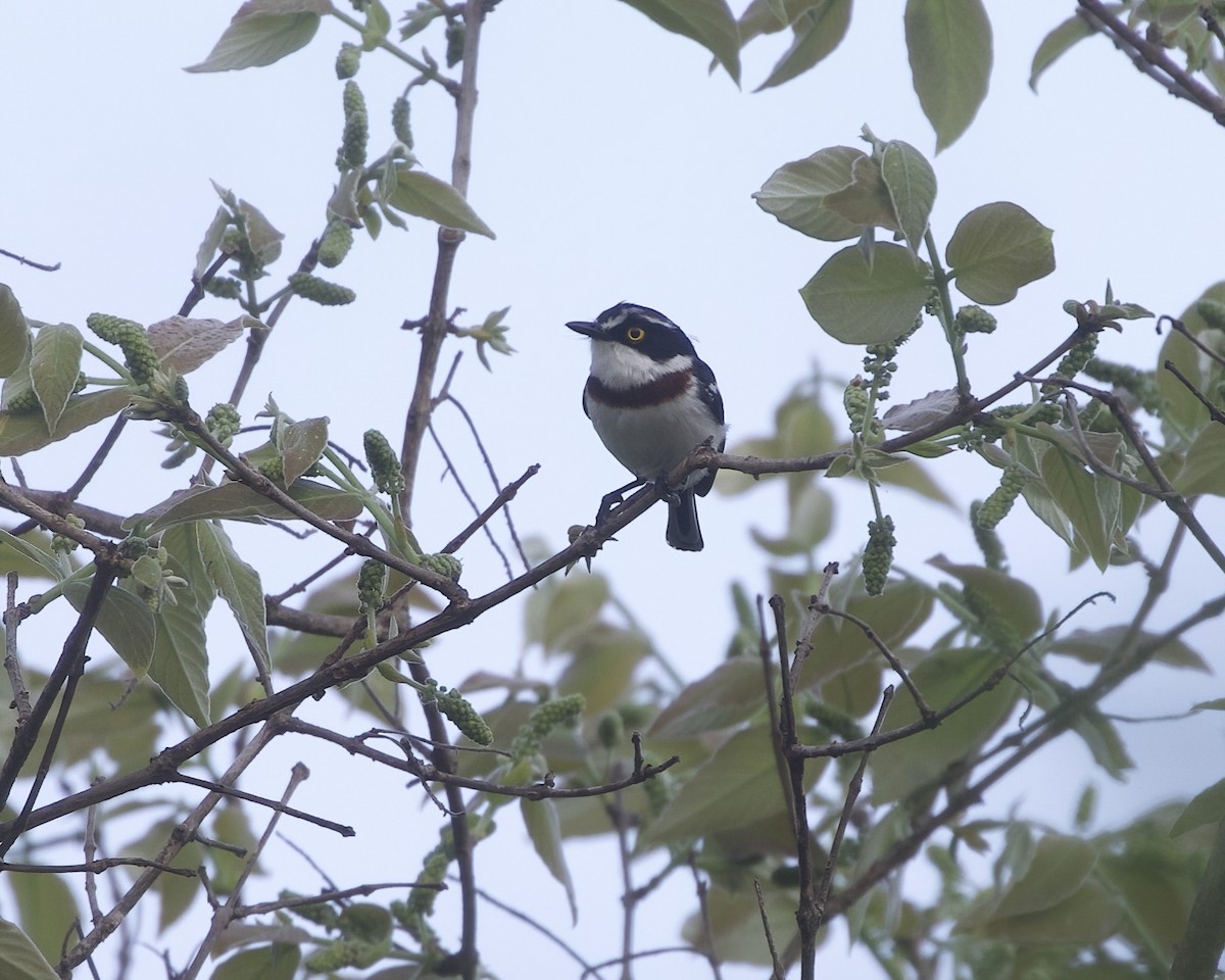 Eastern Black-headed Batis - ML646069044