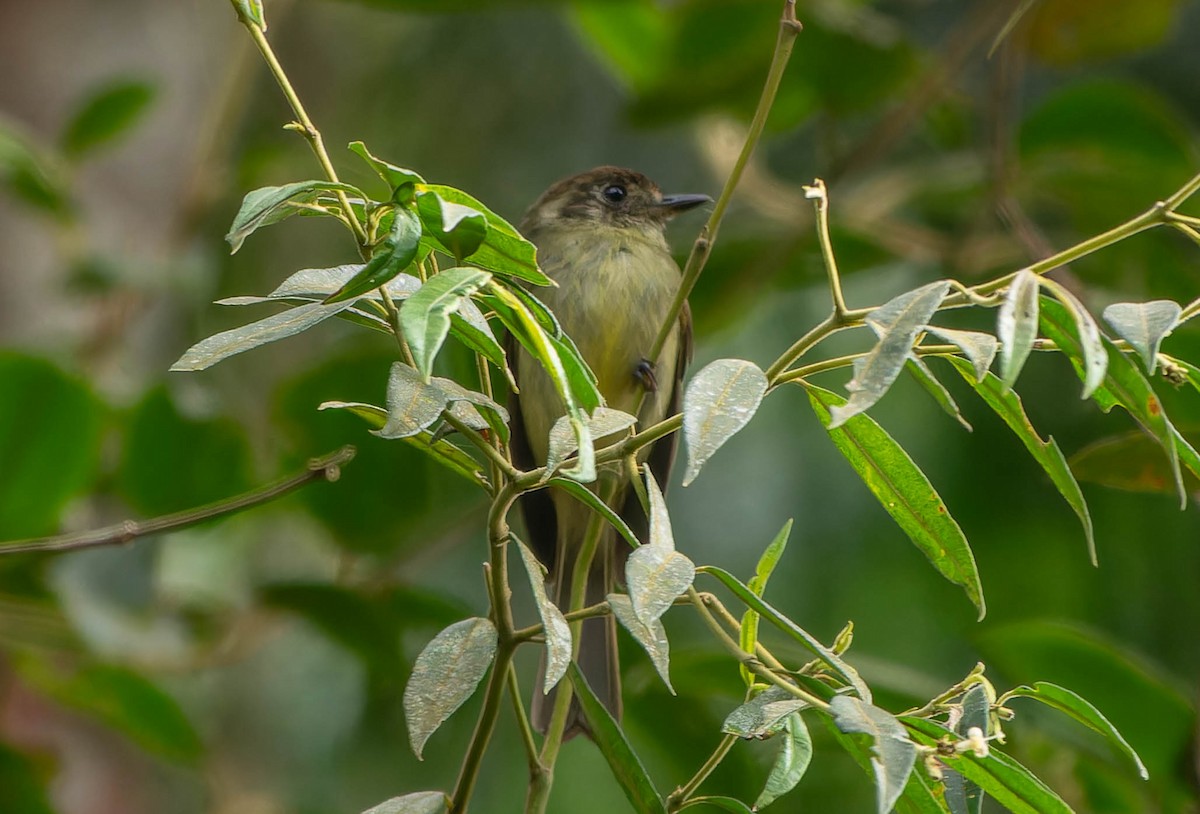Sepia-capped Flycatcher - ML646069045
