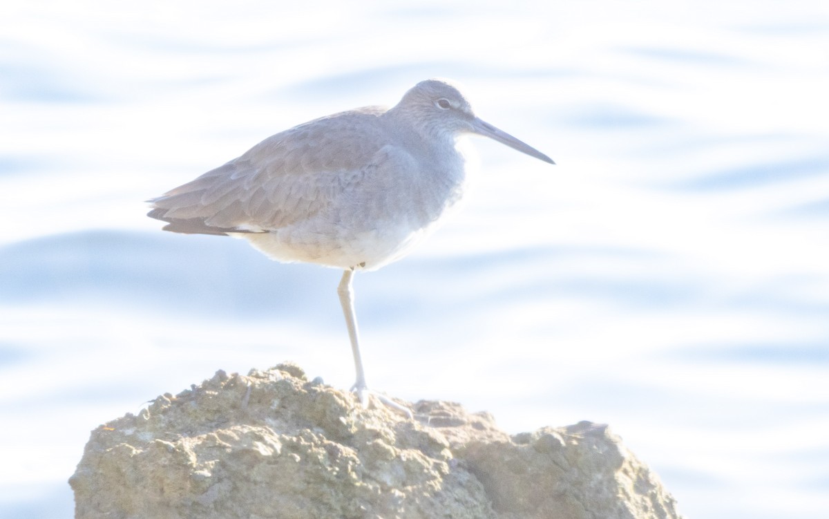 Willet - ML646069047