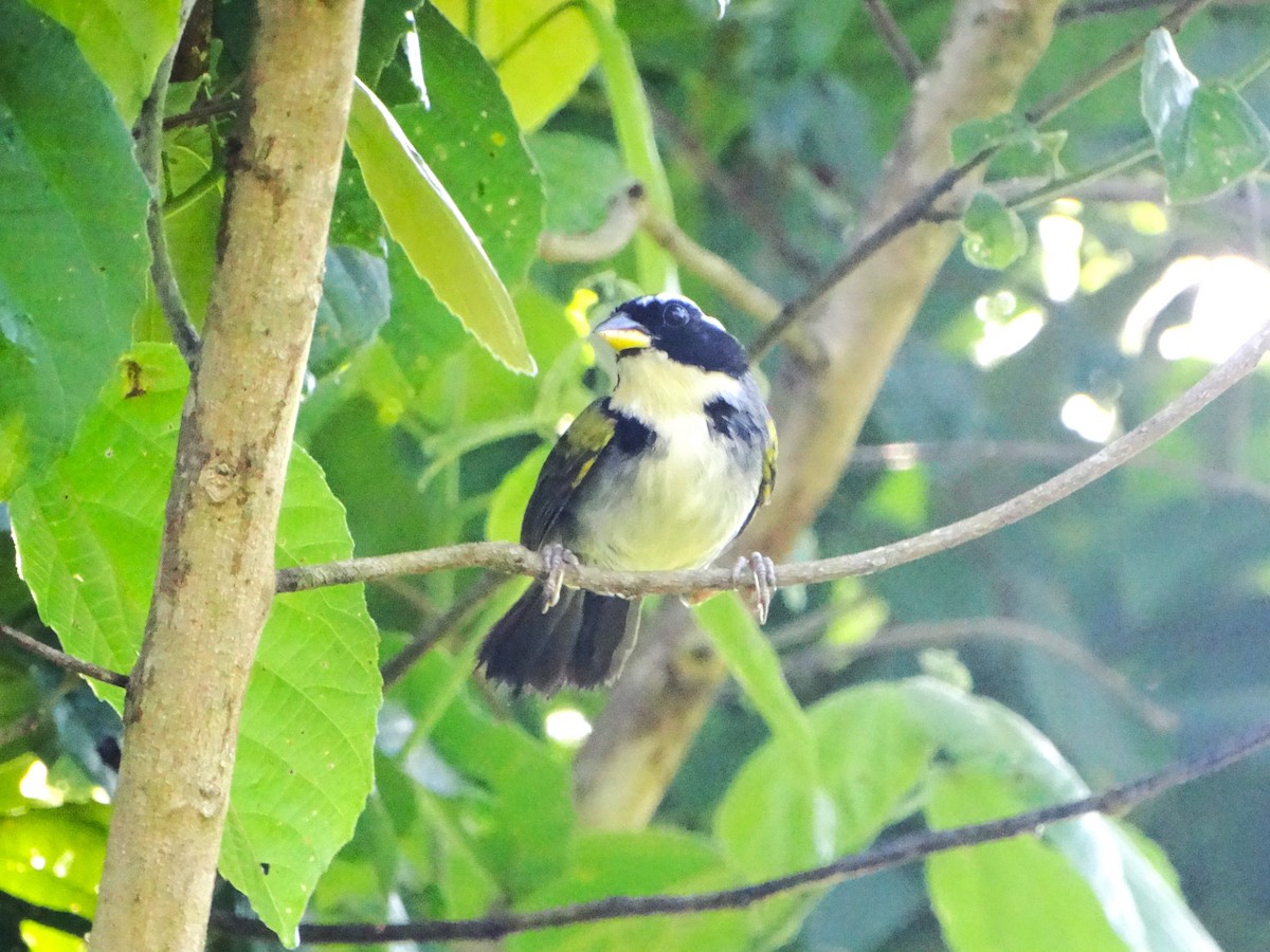 Half-collared Sparrow - ML646069052