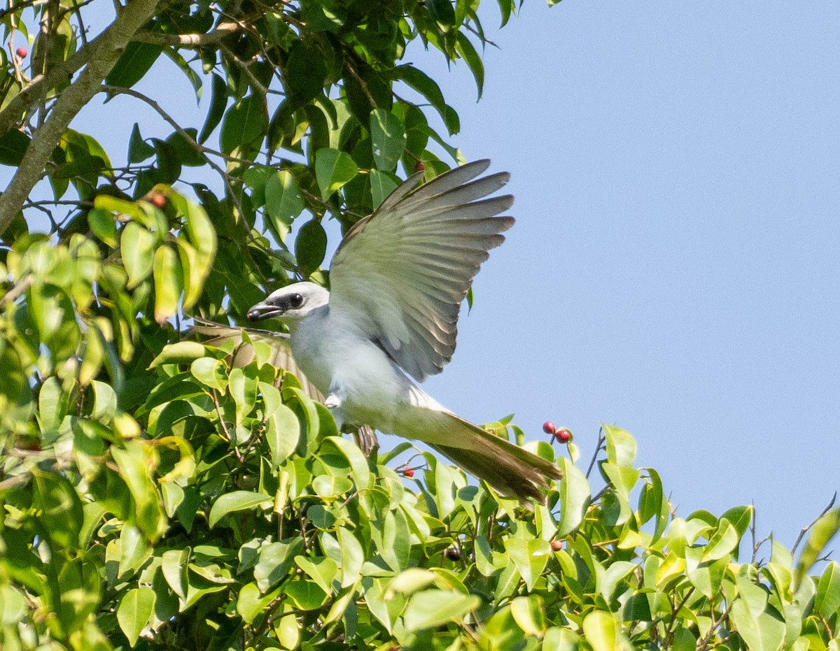White-bellied Cuckooshrike - ML646069053