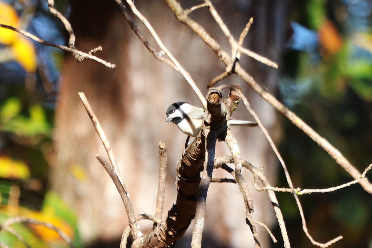 Carolina Chickadee - ML646069054