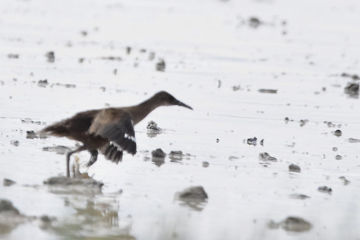 Kurşuni Sukılavuzu - ML646069055