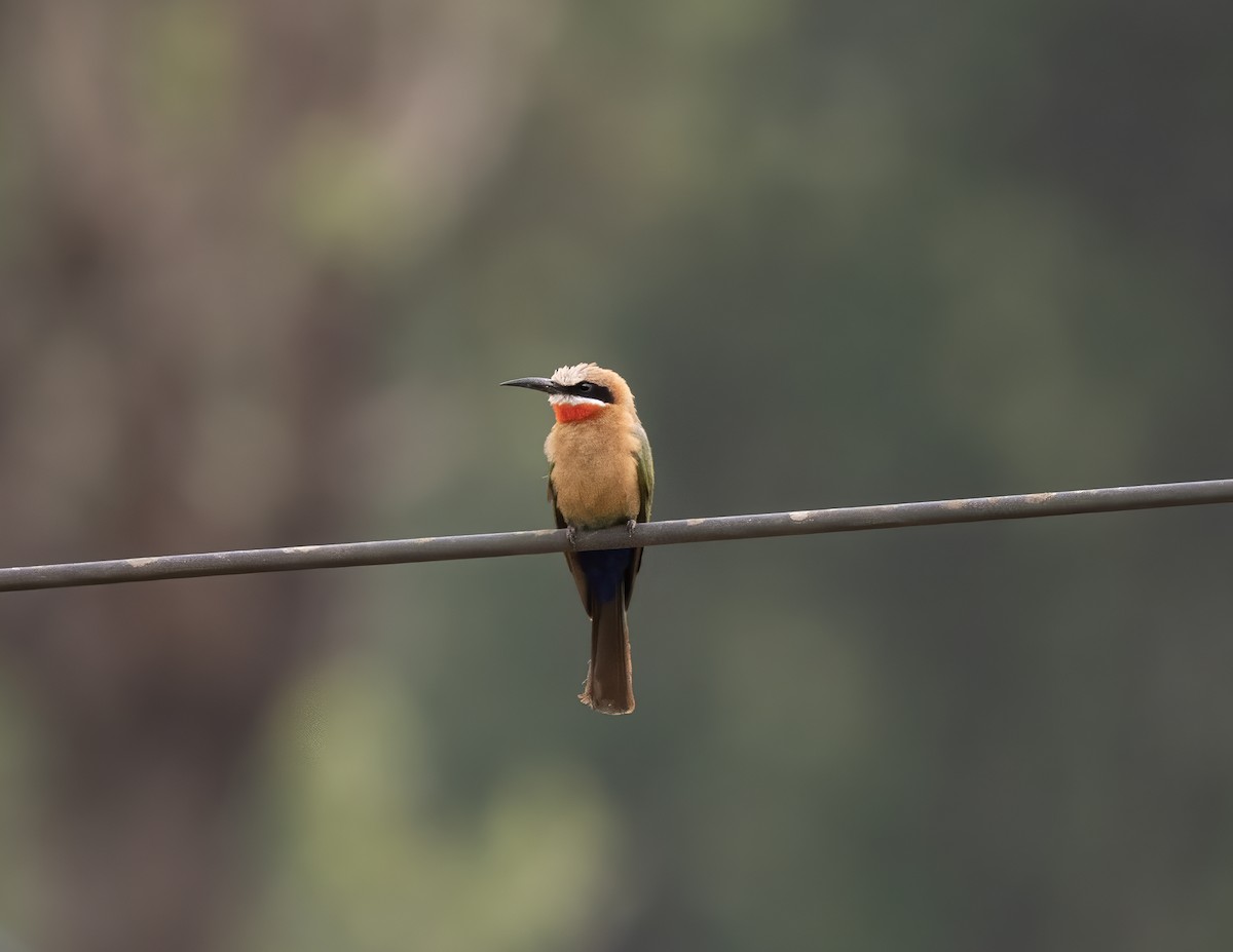 White-fronted Bee-eater - ML646069056
