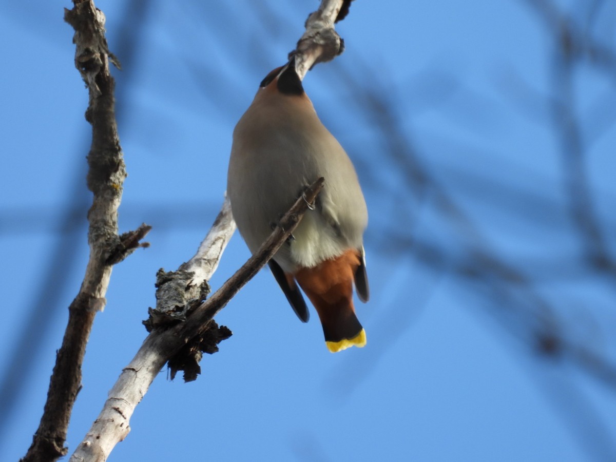 黃連雀 - ML646069059