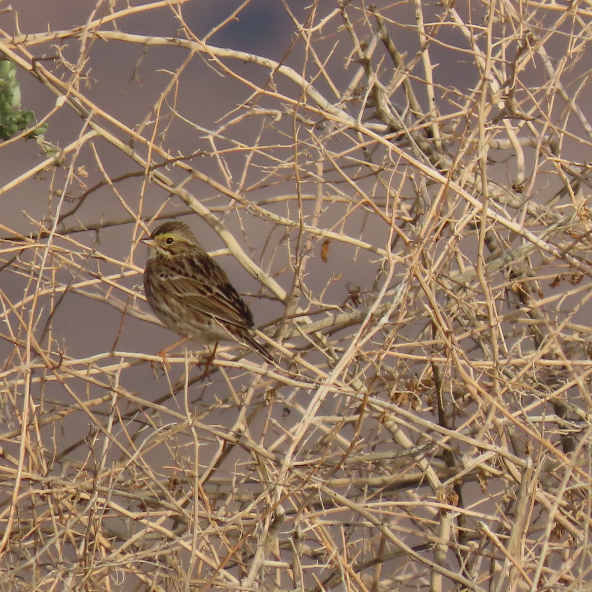 Savannah Sparrow - ML646069061