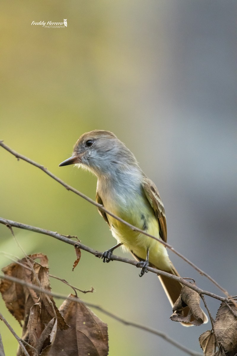 Nutting's Flycatcher - ML646069062