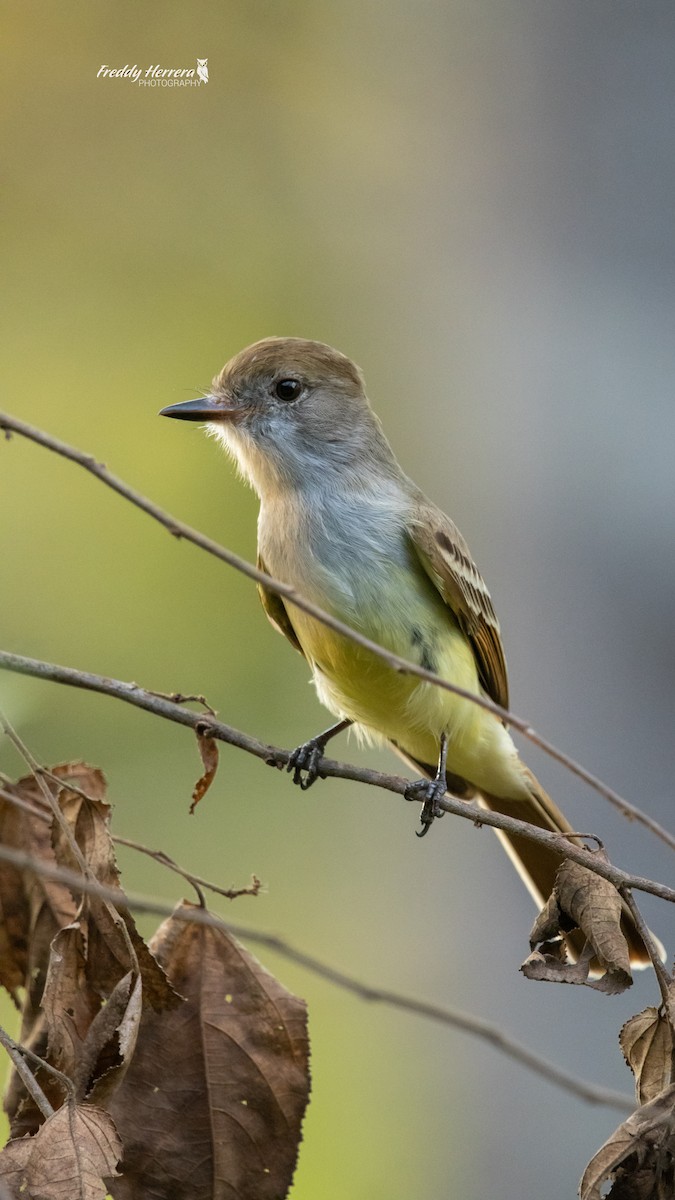Nutting's Flycatcher - ML646069063