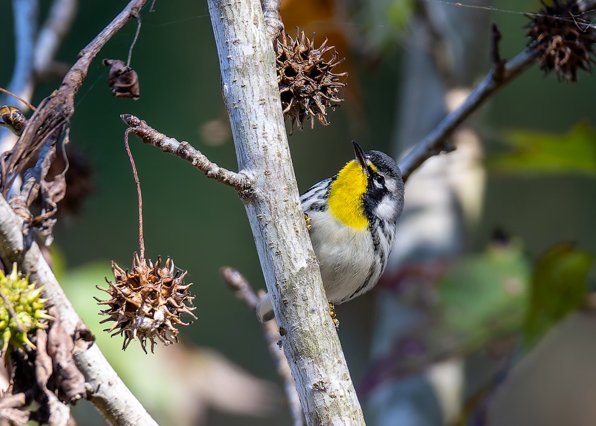 Yellow-throated Warbler - ML646069066