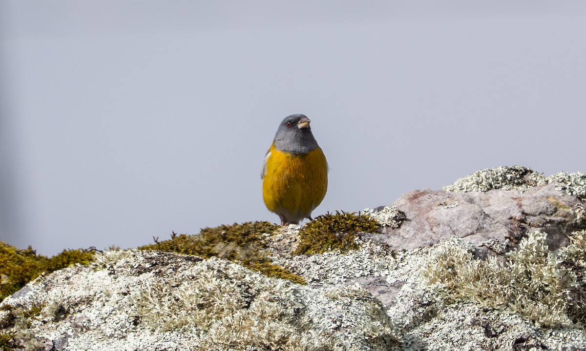 Peru And İspinozu - ML646069075